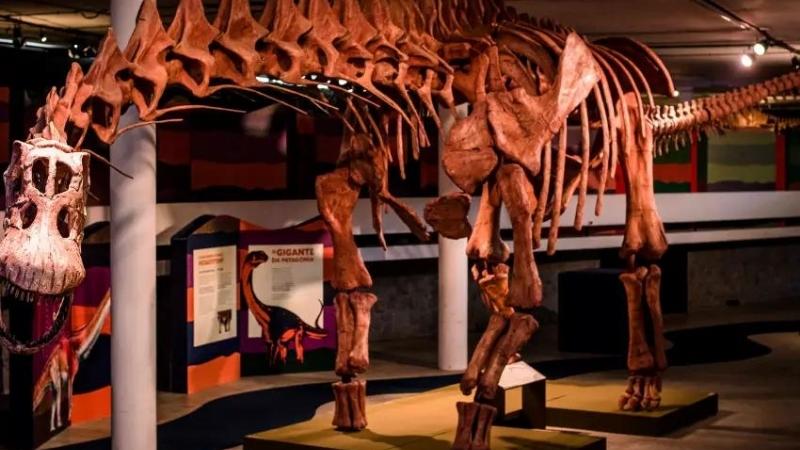 Exposição de dinossauros traz Patagotitan, o maior dinossauro que já existiu